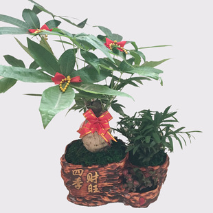 发财树-四季绿植盆栽盆景招财绿化植物