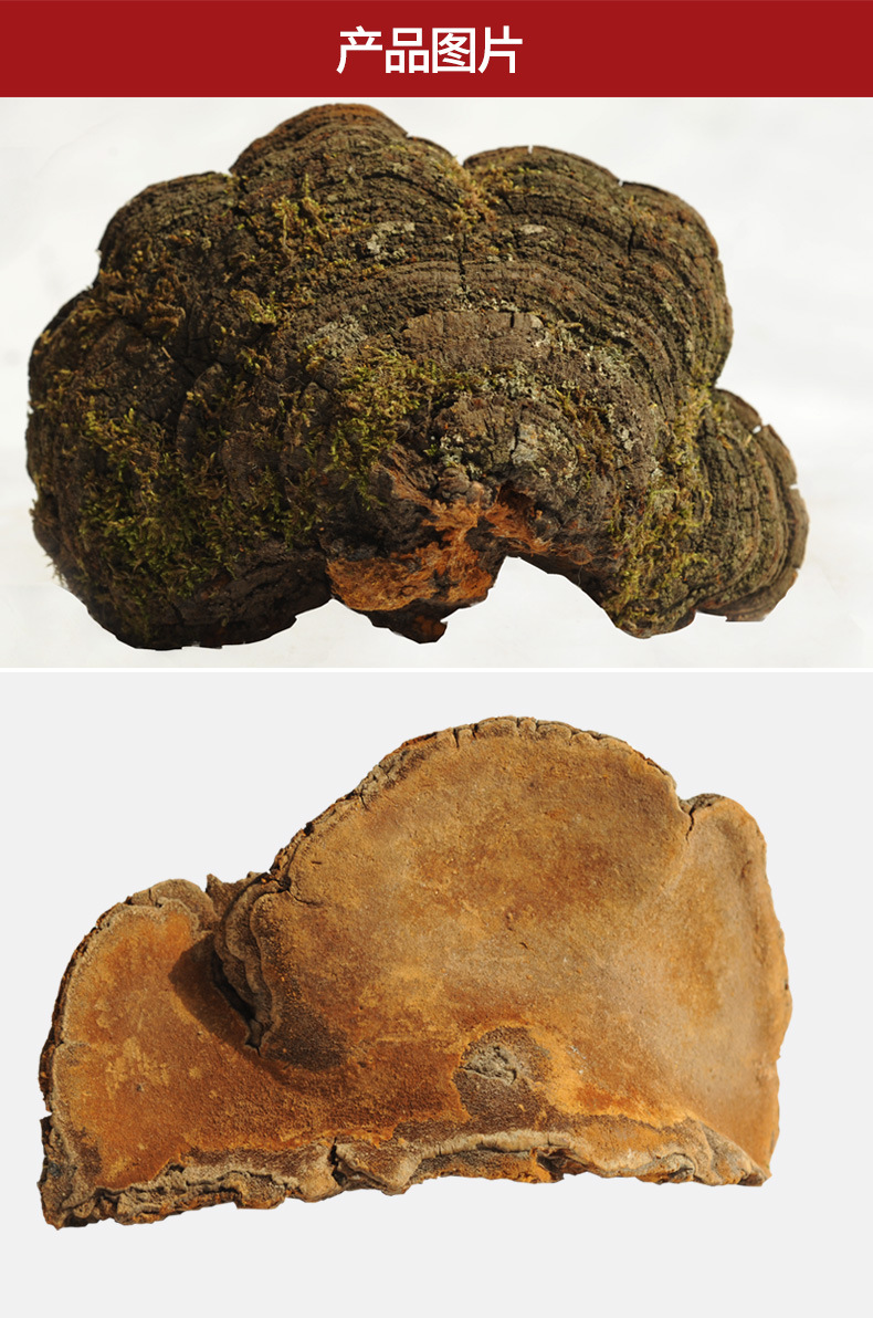 松针层孔菌 长白山灵芝松树桑黄林下松针批发零售产地直销