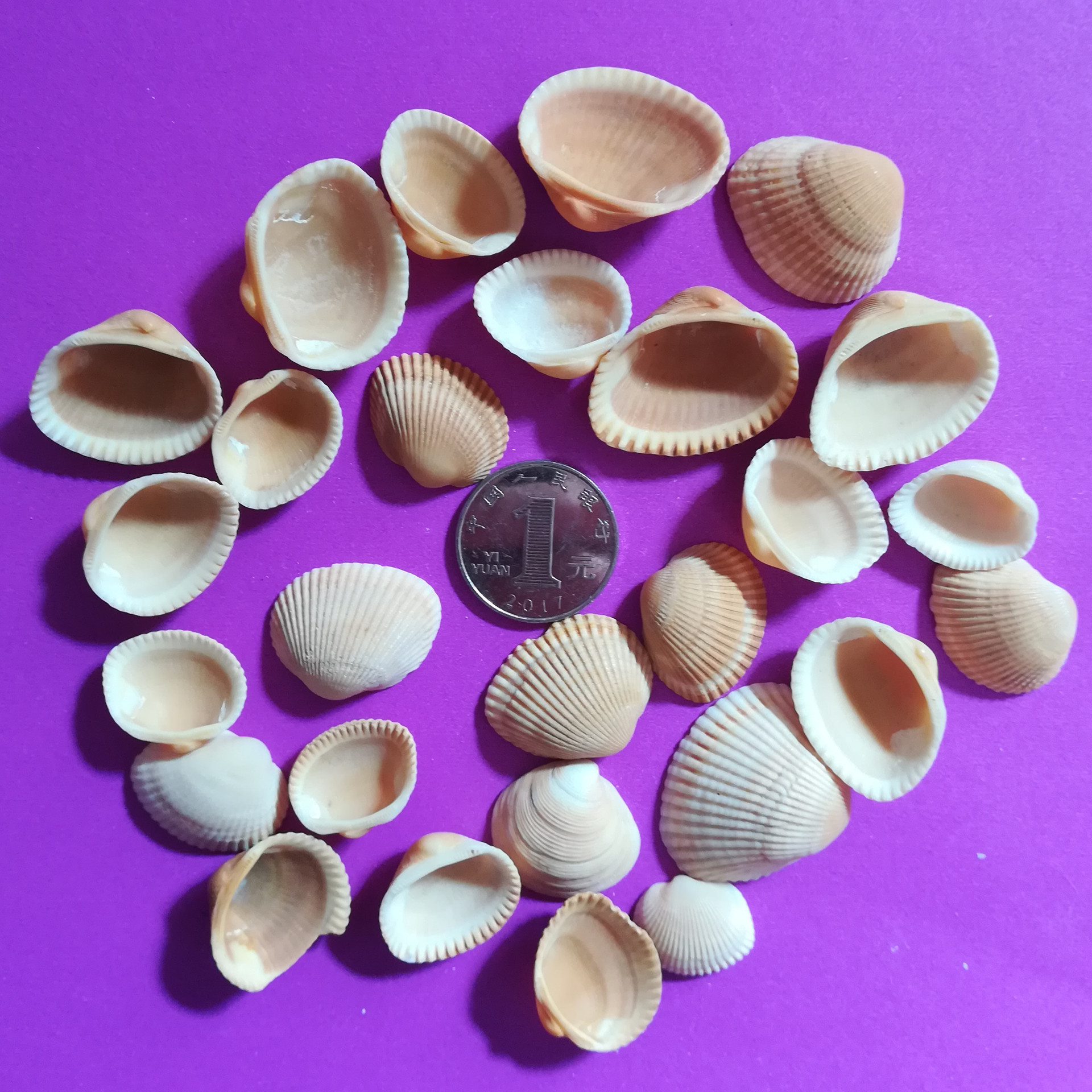 海螺贝壳鱼缸造景diy室内装饰 手工制作