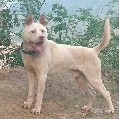 下司犬_下司犬 贵州下司出售 下司犬打猎视频图片有保障 - 阿里巴巴