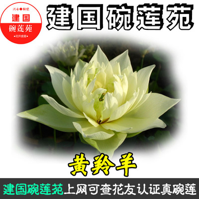 黄羚羊 中型 碗莲种藕荷栽莲花阳台水培花卉观赏植物 建国碗莲苑