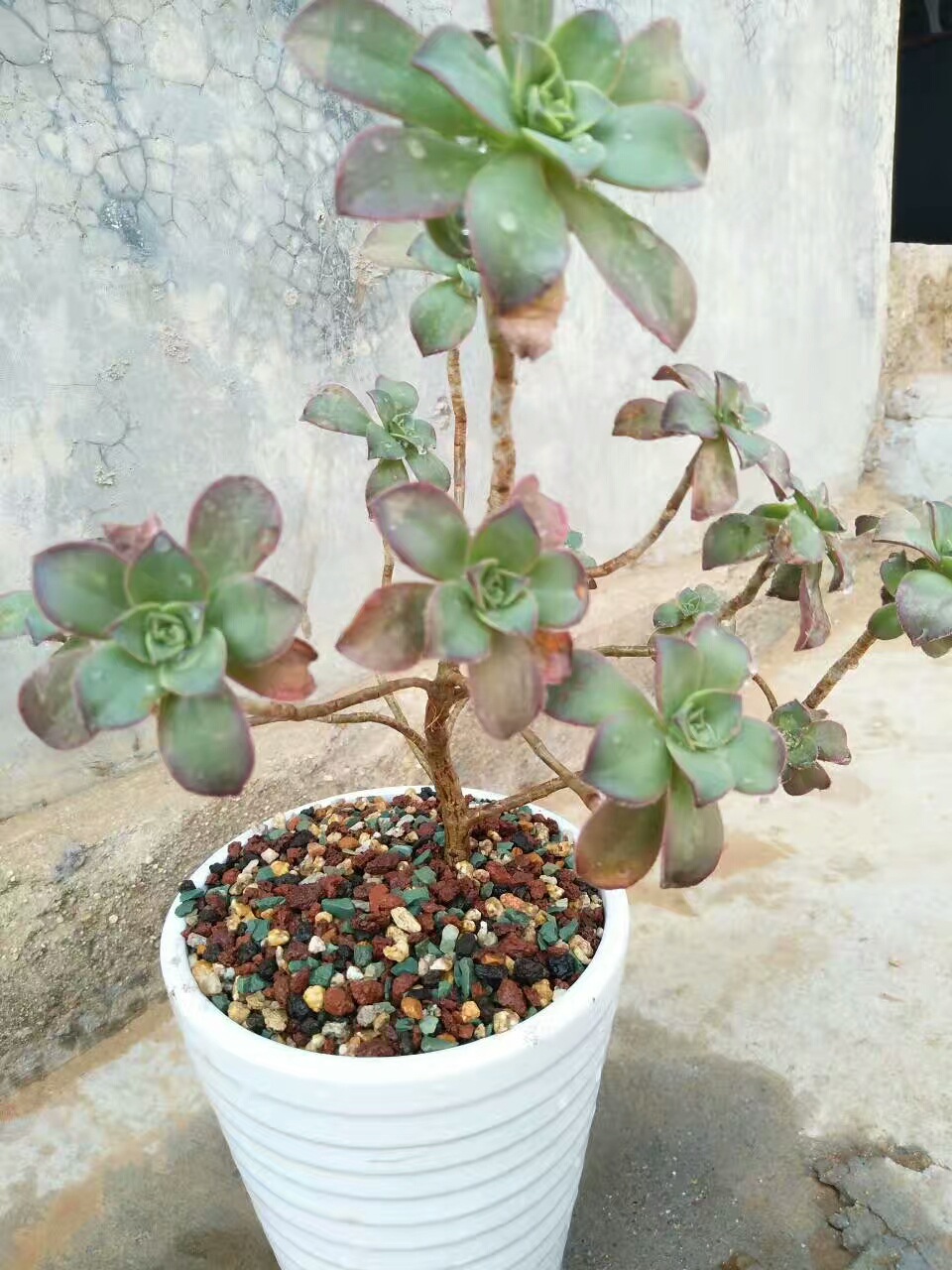 厂家直销虹彩石多肉栽培基质铺面介质盆栽专用颗粒土量大从优