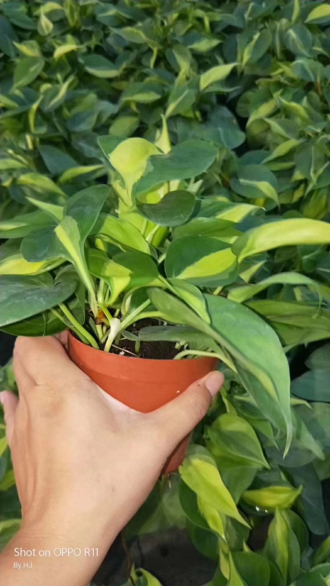 【基地直销】观叶植物室内吸甲醛绿化墙花卉盆栽 110花叶杏叶藤