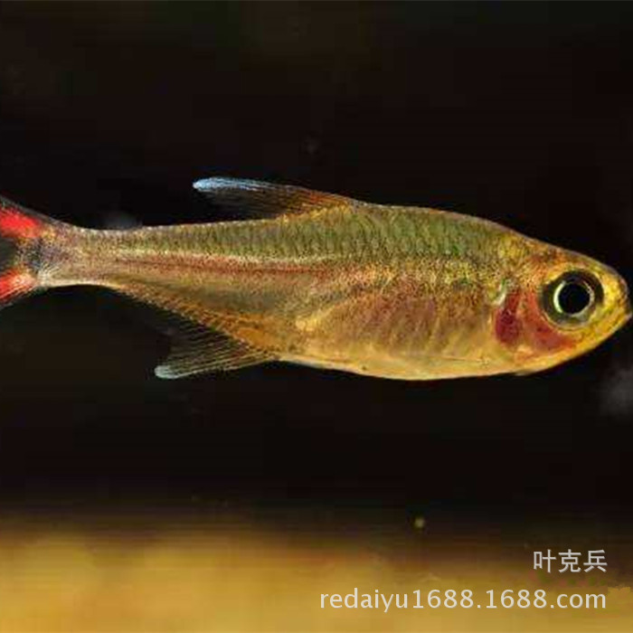 热带观赏鱼批发 迷你灯鱼 银顶光尾裙鱼小型群游鱼