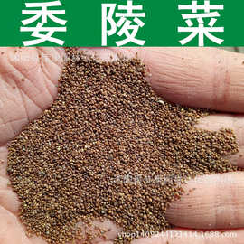 委陵菜种子