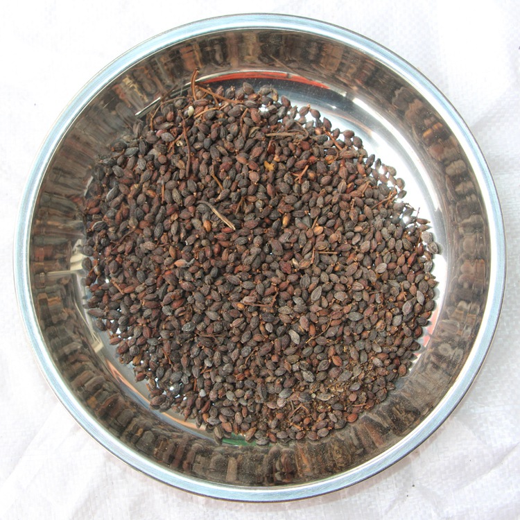 批发法国冬青种子 日本珊瑚树种子 早禾树种子 量大从优