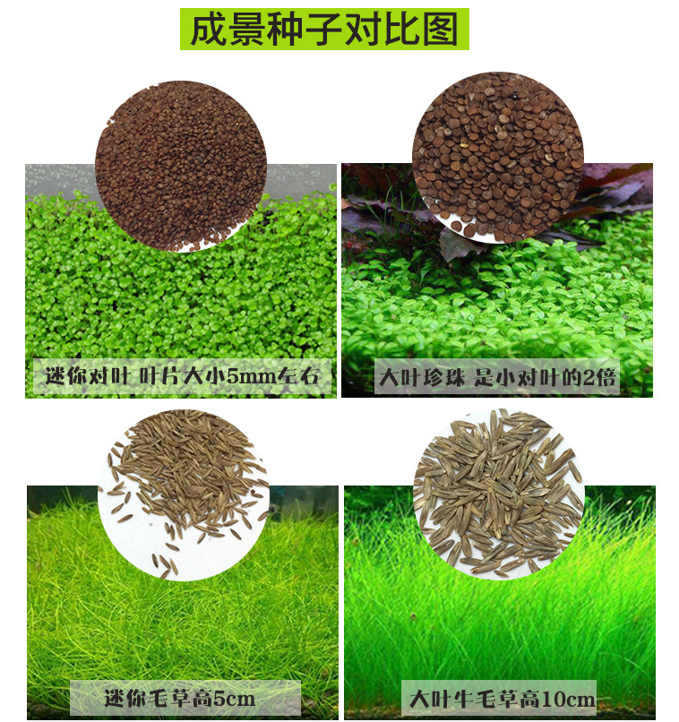 商品描述规格小叶迷你对叶草一斤,大叶迷你对叶草一斤,大叶牛毛草一斤