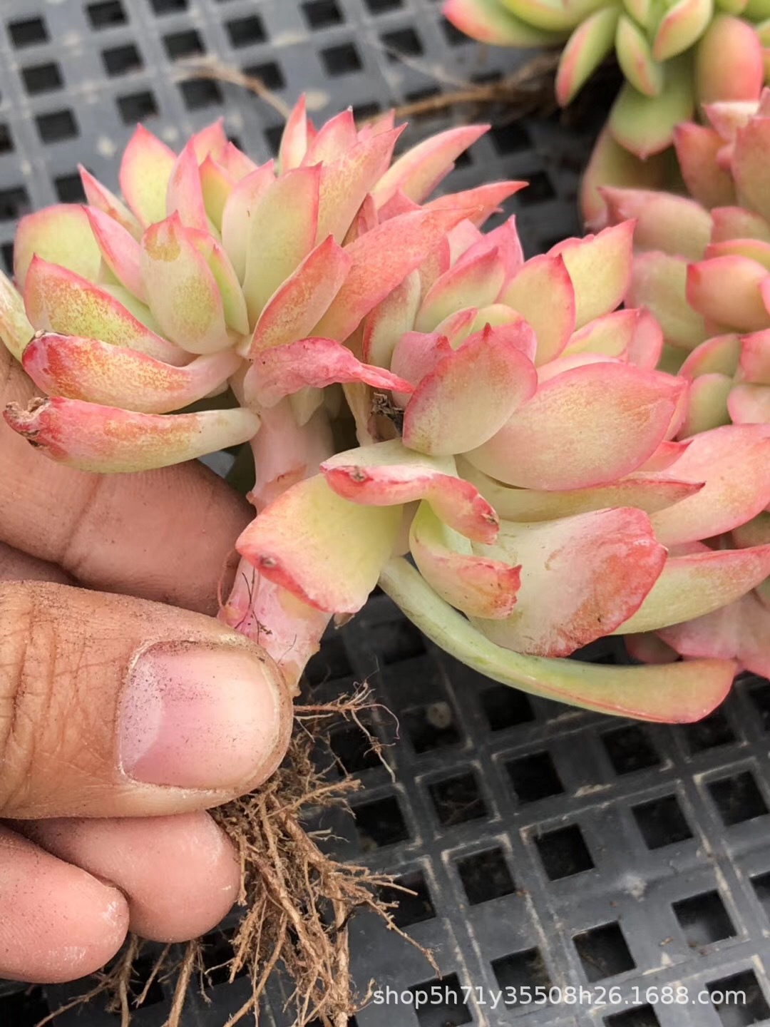 094山东多肉植物大棚批发 果冻绮罗缀化多肉珍稀品种品相完美限量