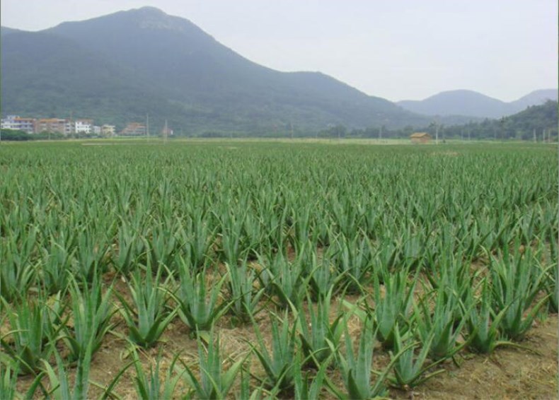 库拉索芦荟苗基地直销绿植食用美容大芦荟盆栽多肉室内室外防辐射