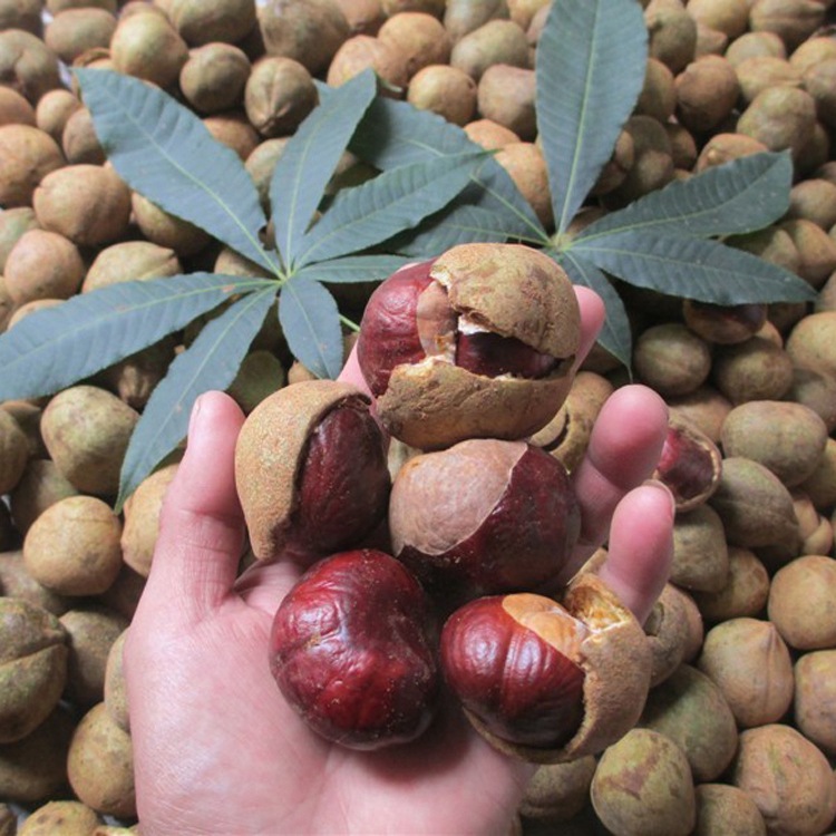 批发七叶树种子 红花七叶树种子 梭椤树种子 天师栗 猴板栗种子