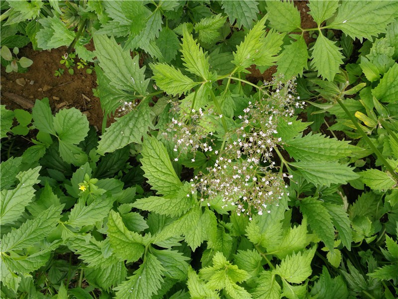 来自:缬草组方助.