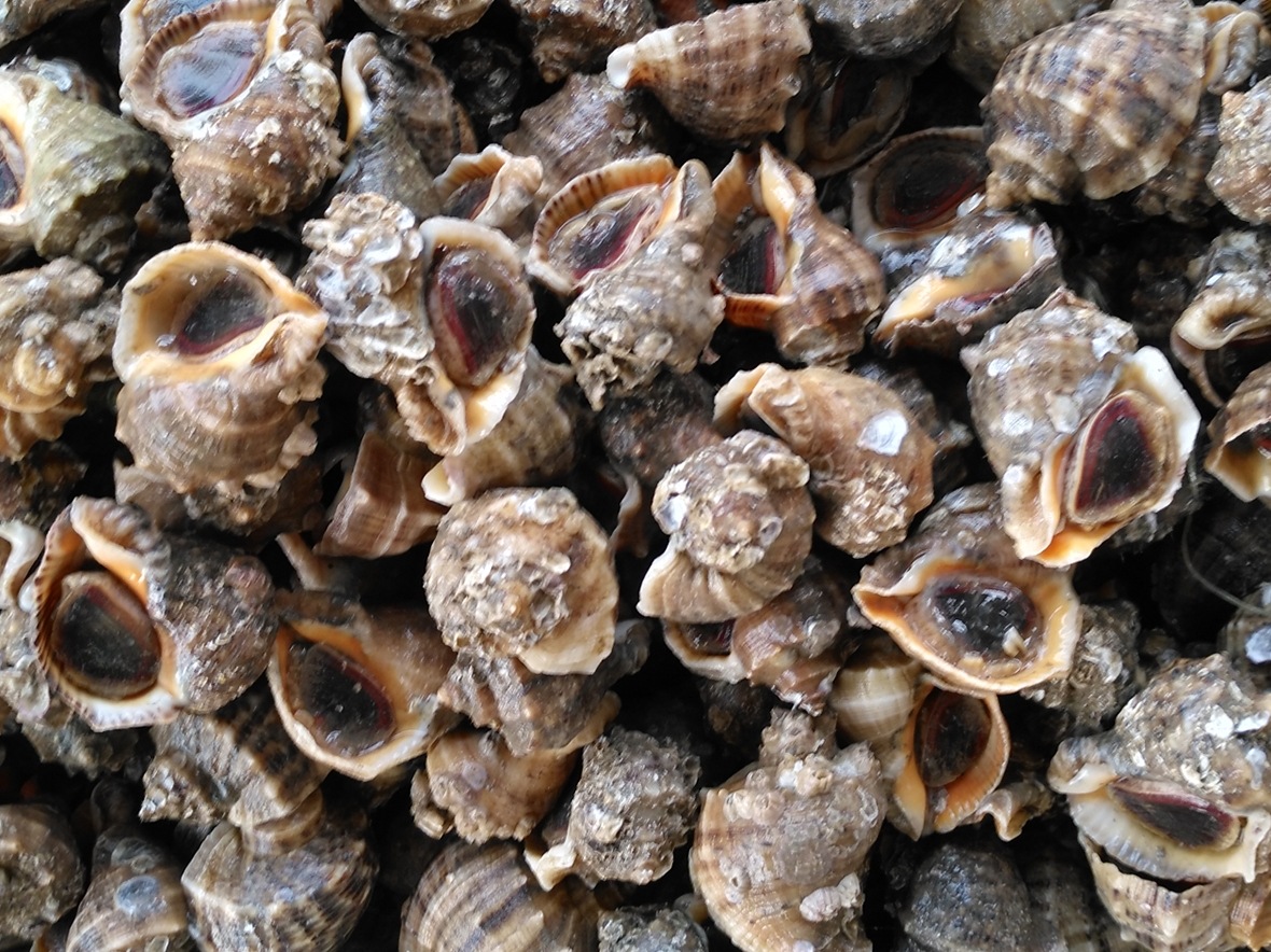 生猛海鲜海螺鲜活连云港野生贝类水产大中小海螺特大 超大生鲜