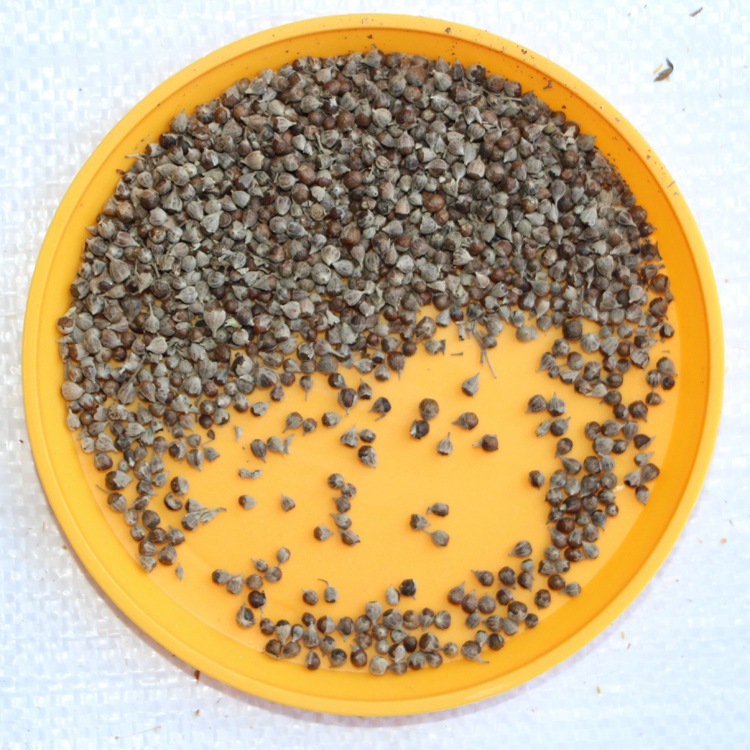 批发落叶灌木种子荆条种子绿化工程苗木种子新采摘籽种保证质量