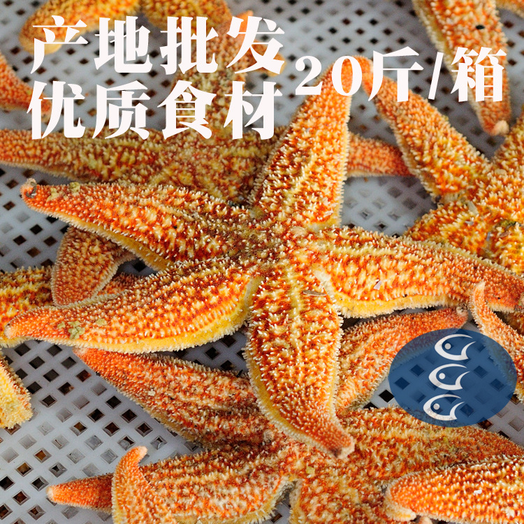 食用海星星鱼海五星海盘车煲汤海五星烧烤海星餐饮海鲜食材