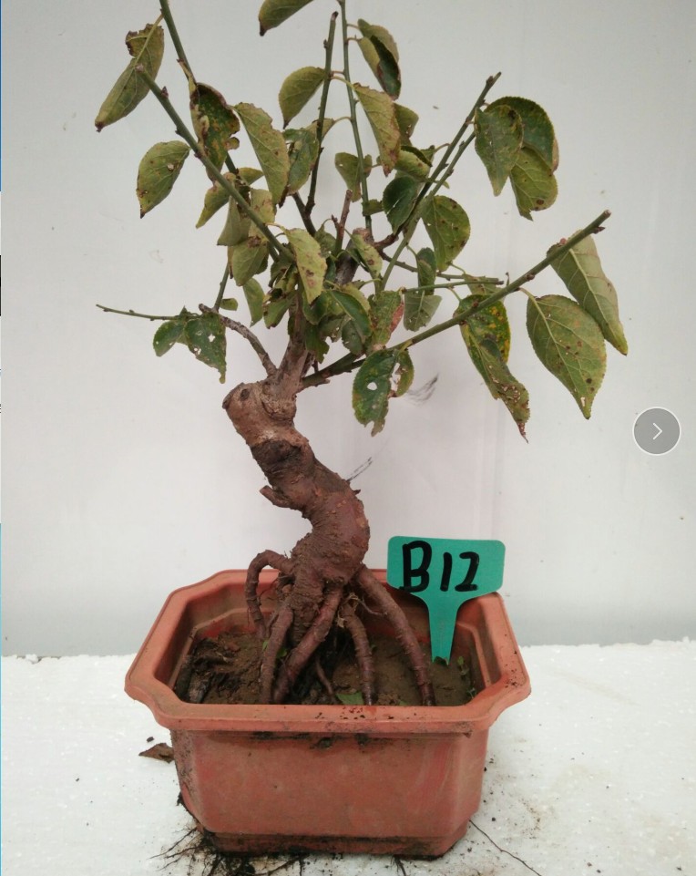 实物耐寒红梅盆景老树桩梅花苗乌梅原生造型盆栽庭院室内四季花卉