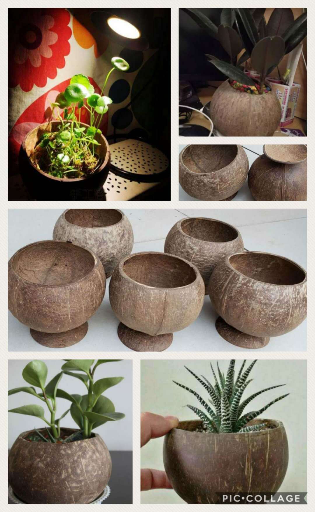 【包邮】纯天然椰子花盆椰壳花盆椰壳种植盆吊盆diy椰壳吊篮