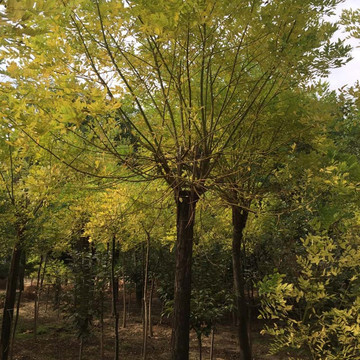 山东黄金槐基地 金枝国槐基地 移栽苗 现挖现卖 金枝槐价格-阿里巴巴