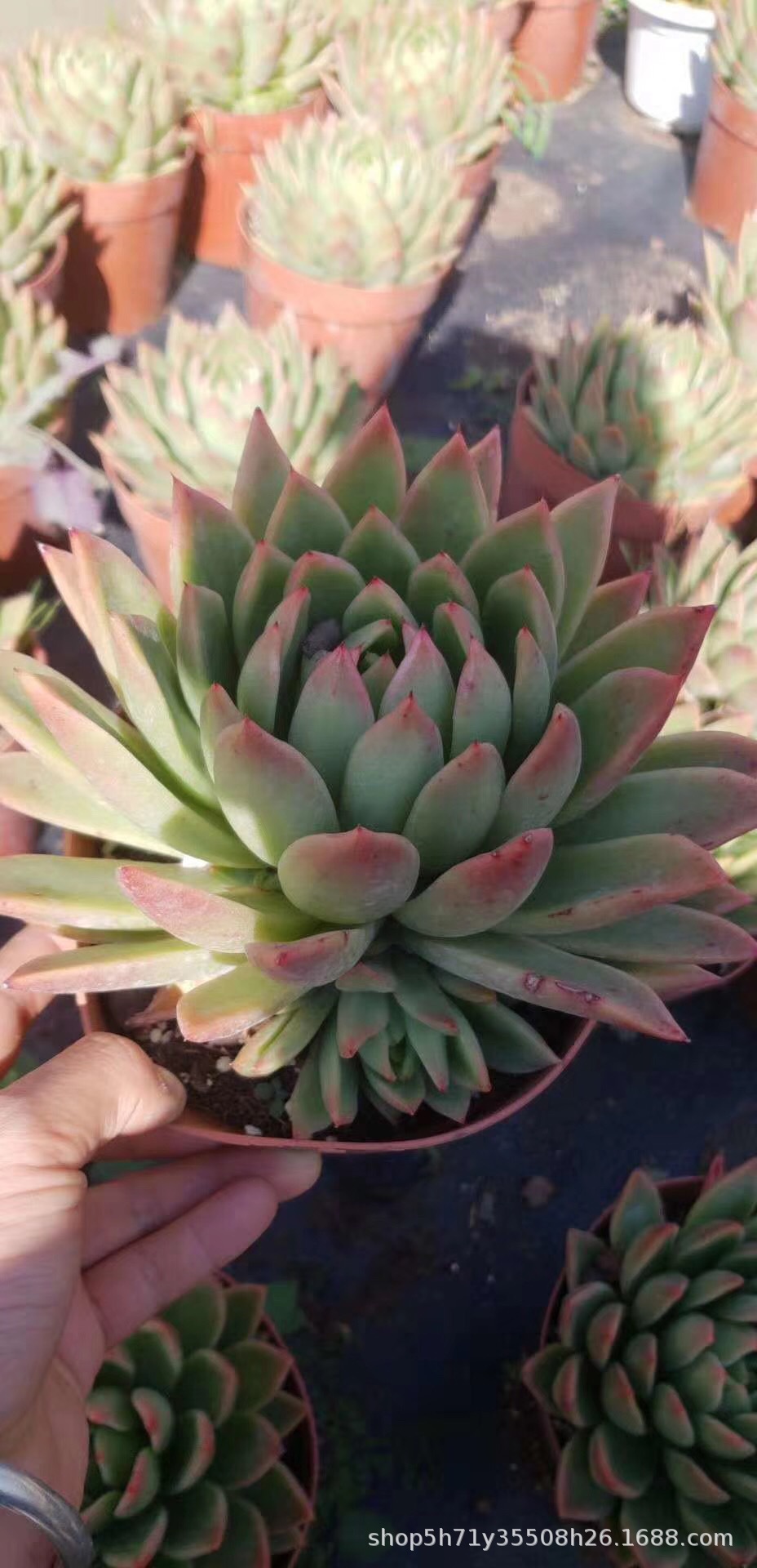 0382盆栽多肉植物大棚批发 白蜡东云盆16cm状态实拍多肉品种