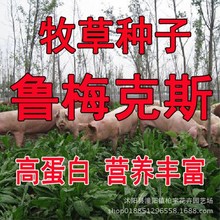 鲁梅克斯牧草种子  多年生牧草种子耐盐碱  猪鸡鸭鹅鱼兔子羊牛草