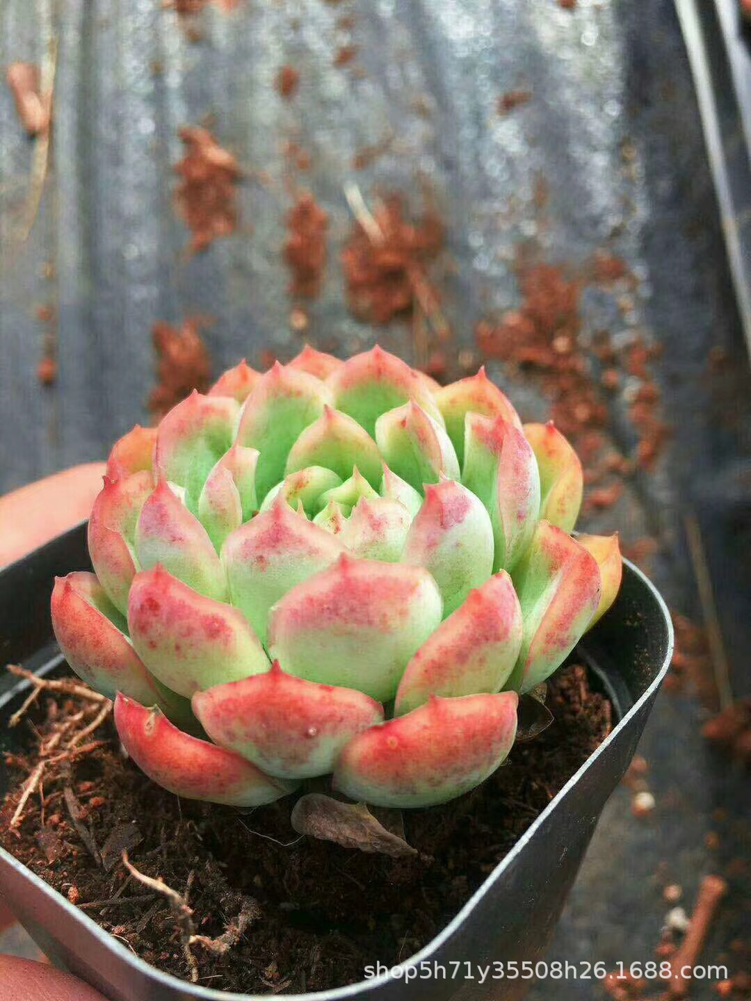 0372精品多肉植物盆栽批发 草莓冰单头盆6.5cm多肉人气品种限量发