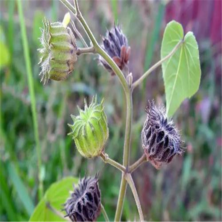 散装苘麻种子优质野苎麻线麻冬葵种小苘子做麻绳用青麻种子批发