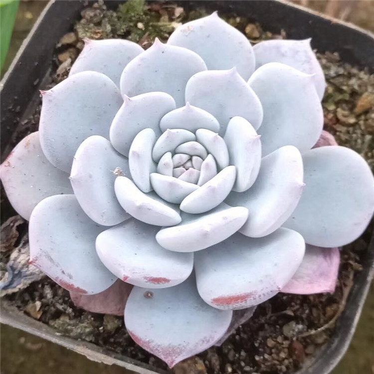 9141多肉植物大棚批发劳雪单头5cm左右品相实拍多肉品种裸根发