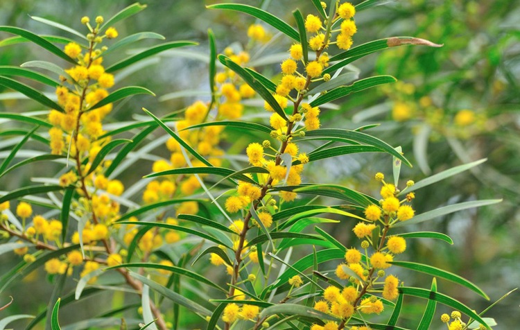 相思树种子当年新采大叶相思树树籽无虫害优质新种出苗率好苗木种