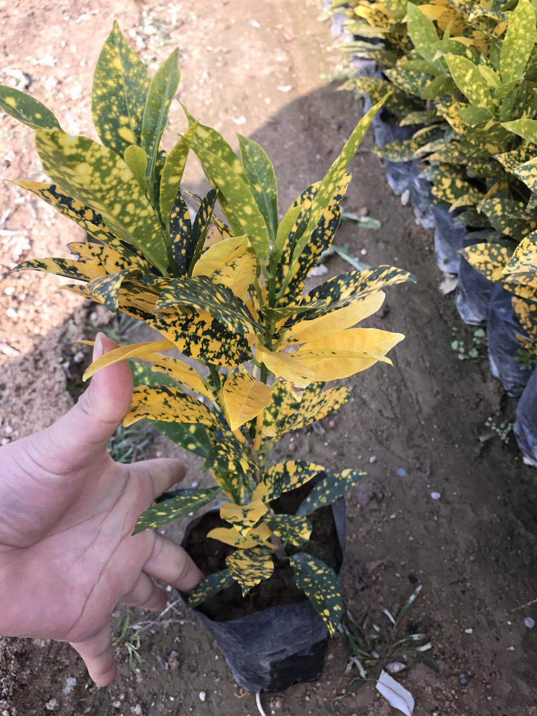 星点洒金变叶木袋装,洒金变叶木观叶价格优惠