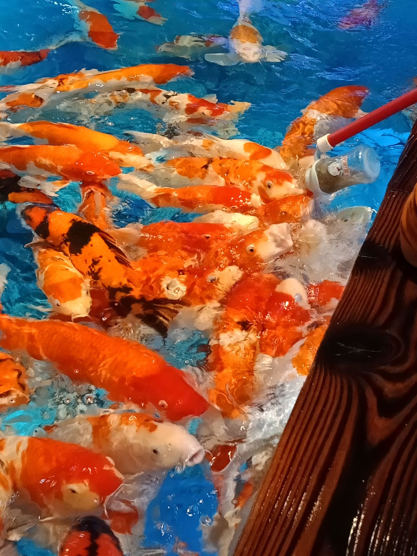 儿童鱼池喂奶鱼池吃奶鱼池儿童捞鱼池吃奶鱼鱼池厂家定制价格优惠