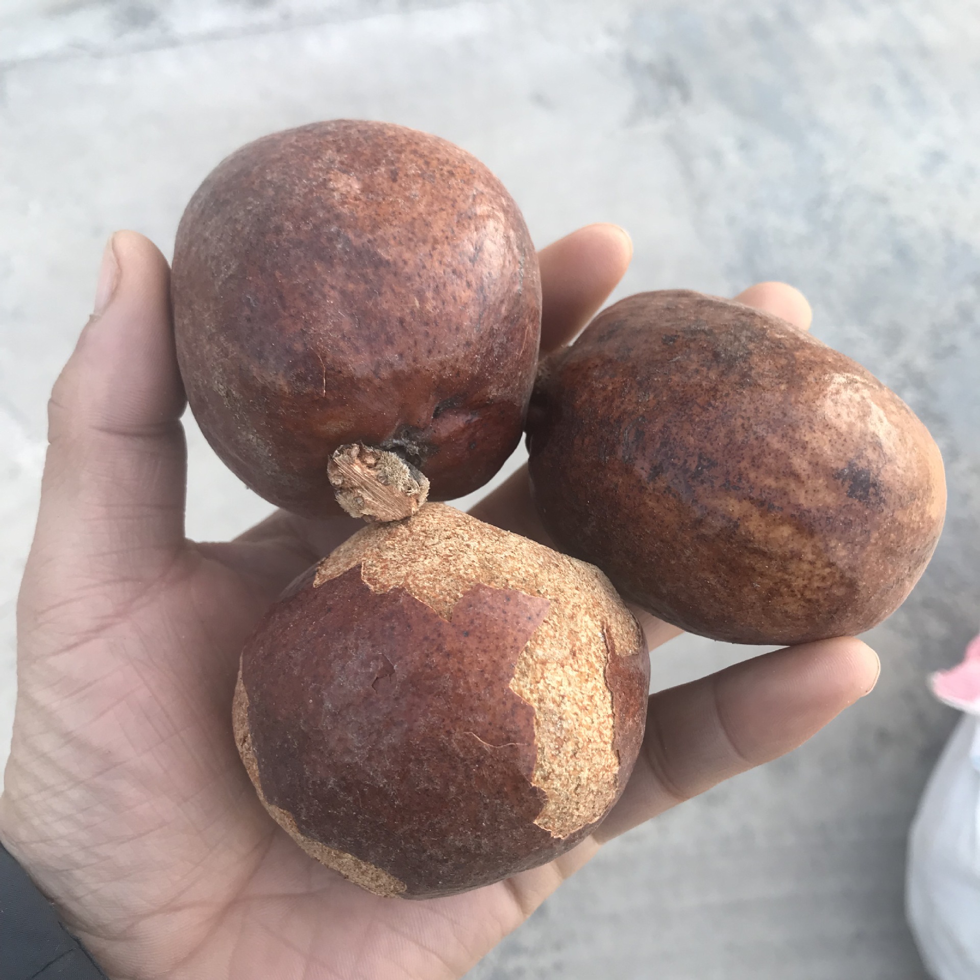 金灯菩提原籽释迦菩提原料红皮佛心果菩提空心菩提老果金包玉菩提