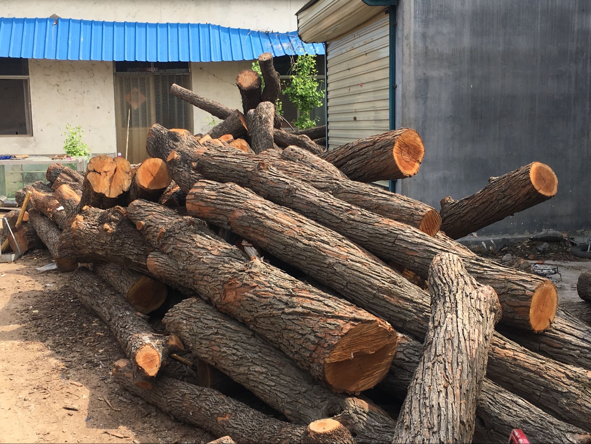 启林 大量供应 枣木原木木材 大径杜梨木厂家直销