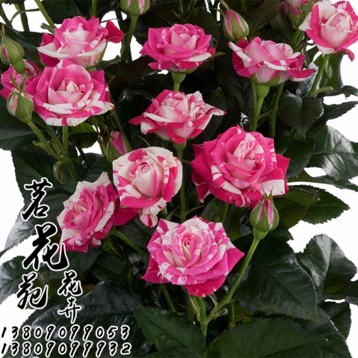 月季欧洲月季灌木月季微型月季 闪电舞月季当年开花营养钵小苗