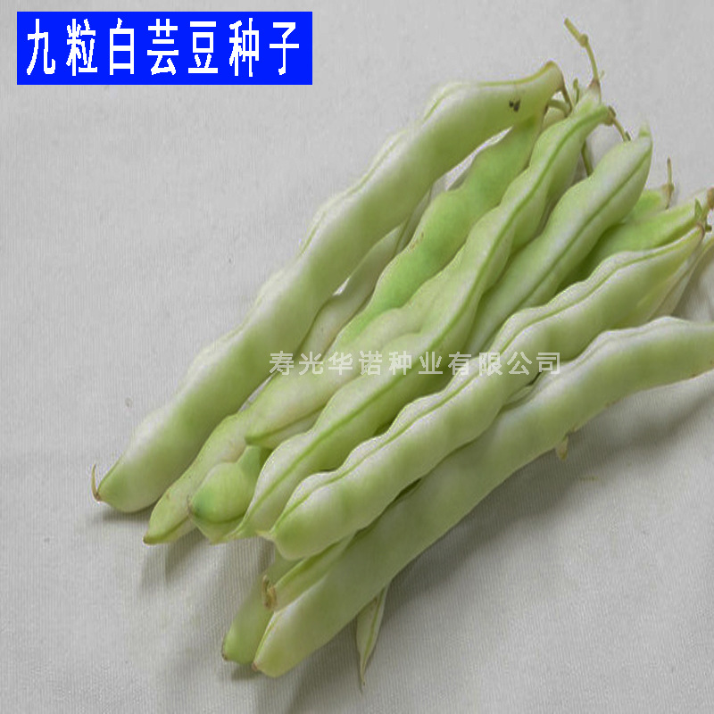 龙泉九粒白芸豆种子 白不老芸豆籽 老来少四季菜豆种子 原装150克