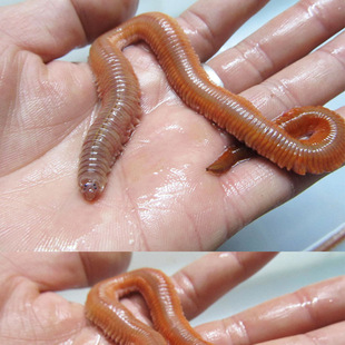 活体沙蚕 活红青虫 海蜈蚣 海蚯蚓 活体海虫活饵  厂家直销批发