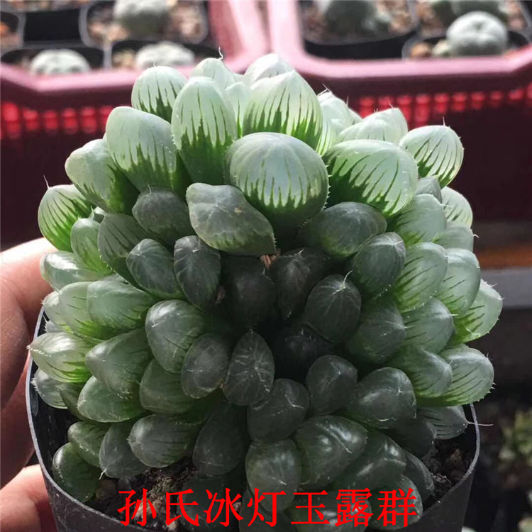 9060多肉十二卷属科批发 孙氏冰灯玉露群生6.5cm盆品相玉露裸根发