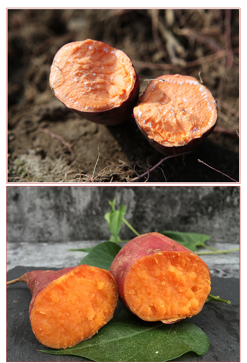 三江高山红薯 南瓜薯地瓜花心薯红心薯现挖 香甜红蜜番薯直供