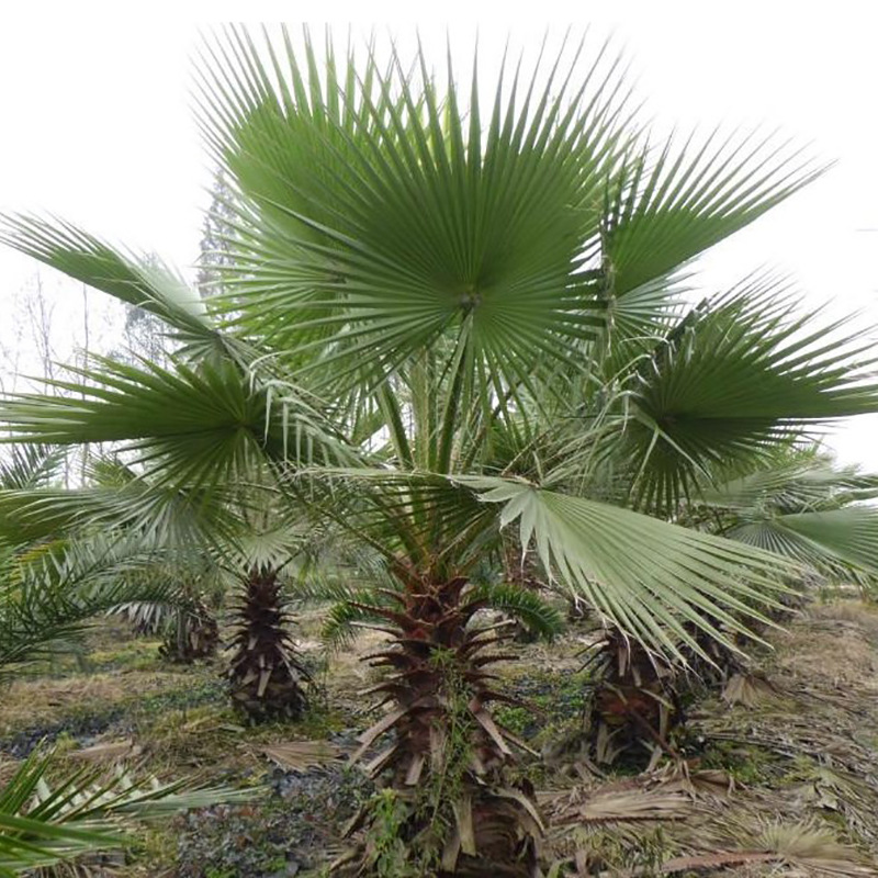 老人葵种子新采棕榈种子俗称老人葵别名加州蒲葵华盛顿棕榈