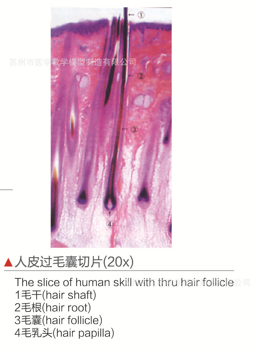 人皮过毛囊切片(20x)