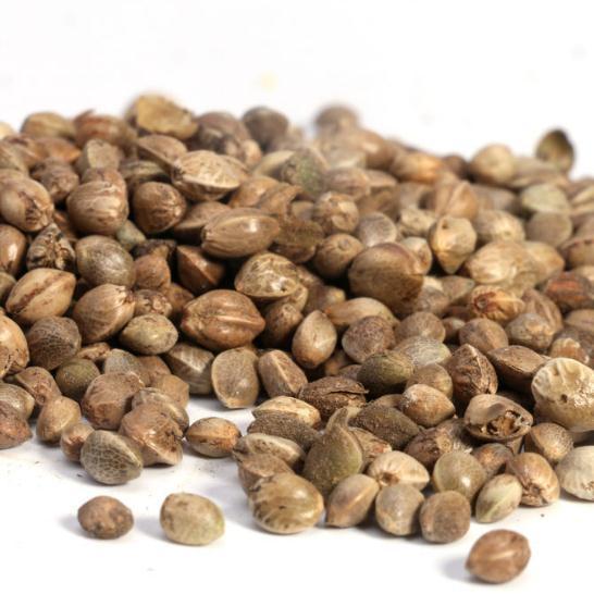 火麻仁 纯麻子麻籽火麻籽 火麻子 中药材批发 1000g克