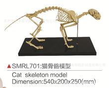 SMRL701猫骨骼模型