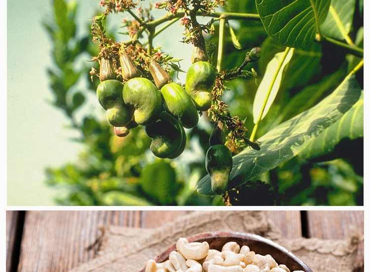 腰果仁 散装批发 原味干果非盐焗炭烧500g越南烘培原料混合坚果