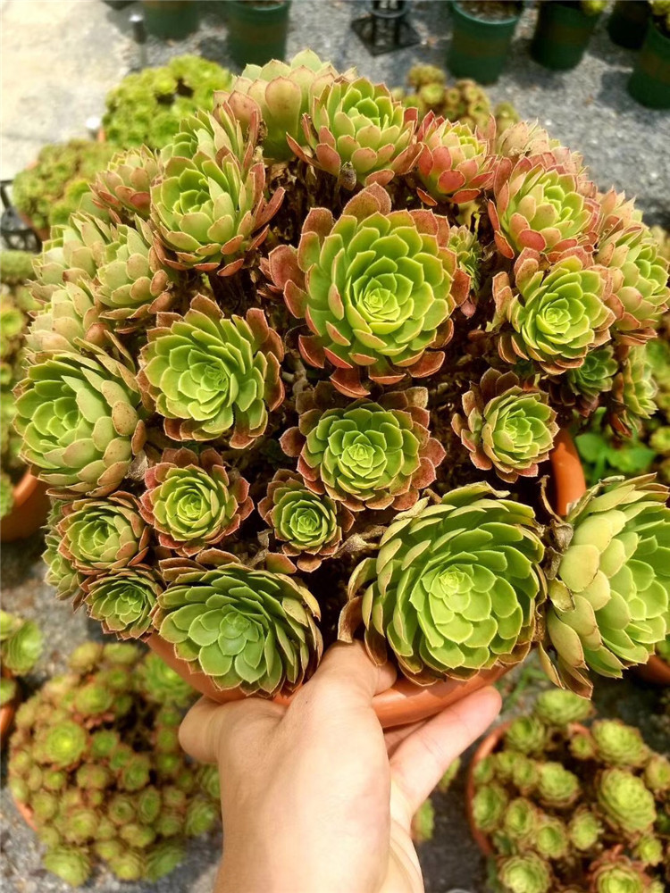 156多肉植物组合大棚批发 大号嘉年华老桩群生冠幅30cm左右