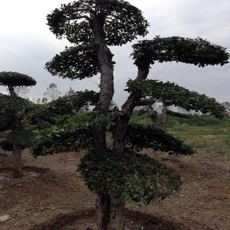 供应湖南12公分-15cm刺冬青 造型刺冬青树苗 价格优惠