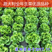 意大利全年生菜种子 8933 高产耐热耐抽苔蔬菜种子25g种籽蔬菜批