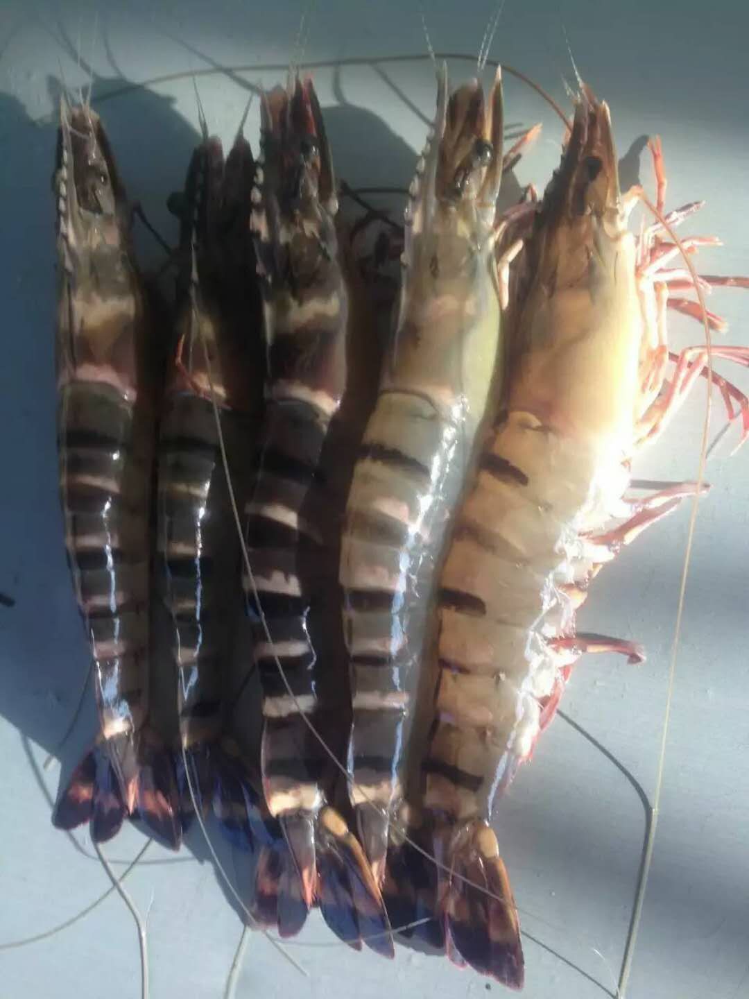 厂家大量供应鲜活草虾鲜活水产活虾