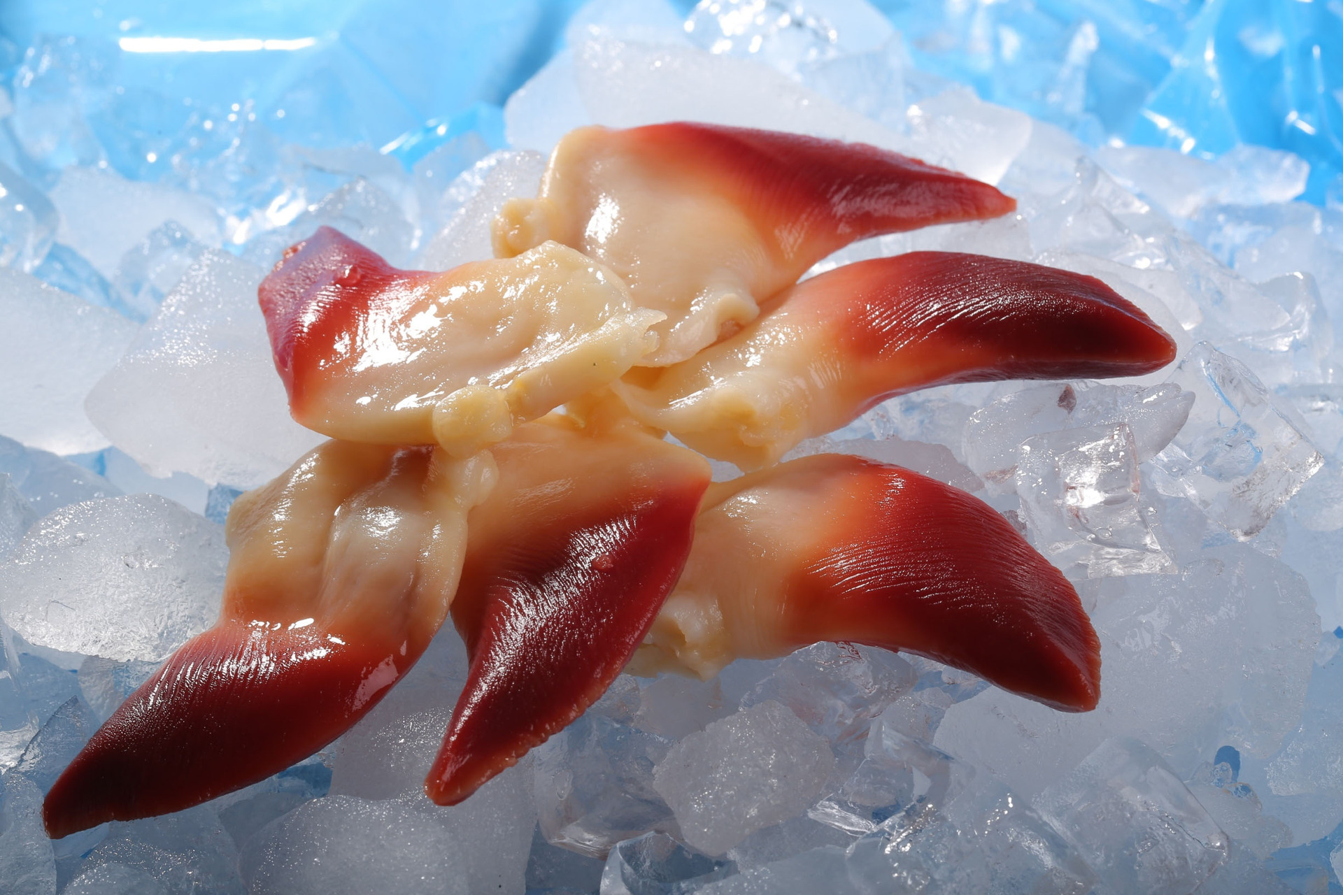 保税区仓库海鲜批发 原装进口朝鲜北极贝 鸟贝 刺身 日料