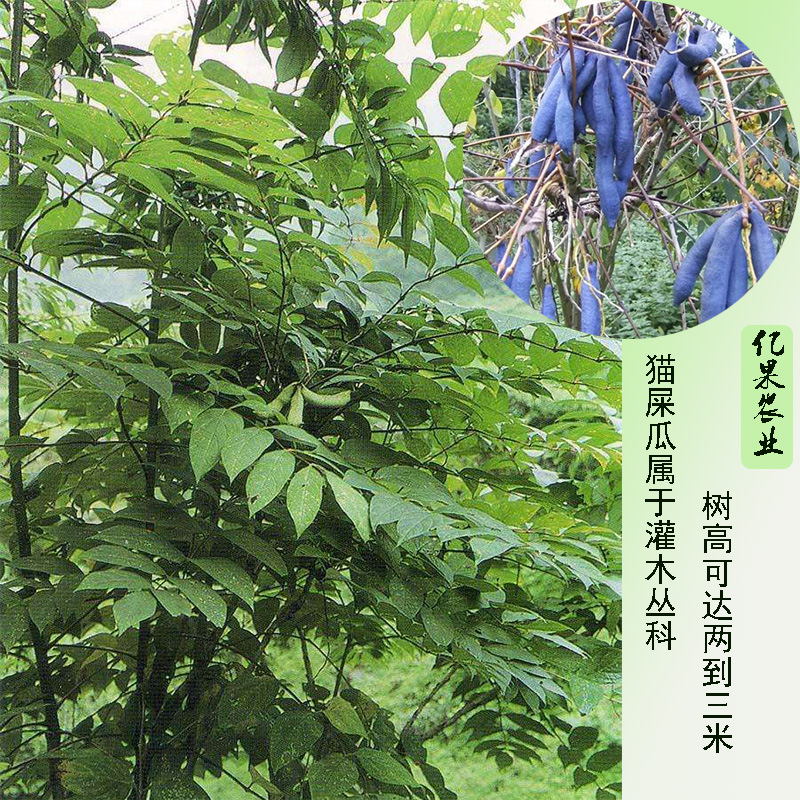 亿果农业,蓝焦果,猫屎瓜,猫耳屎,一年实生苗 八月瓜苗