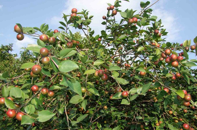 油茶种子 大果红花油茶种子 白花油茶 茶花山茶 茶树种子油茶树籽