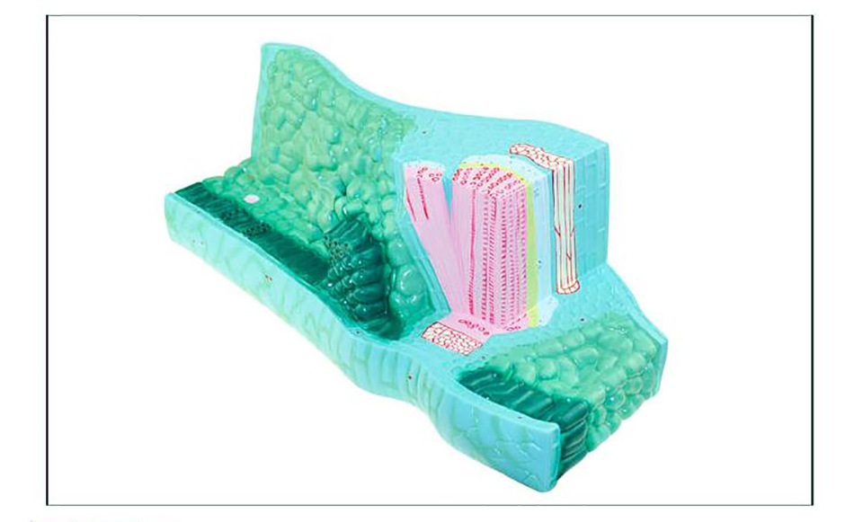 叶构造模型初高中植物解剖模型生物实验器材教学仪器