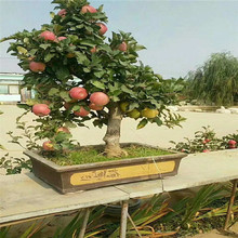 盆栽苹果苗 基地多个品种盆栽苹果苗 易成活嫁接苹果苗小苹果苗